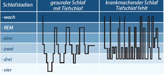 Schlafstadien